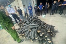 Les ivoires illégales saisies à la ville de Hai Phong (au Nord-Est du Vietnam). Photo : VNA.