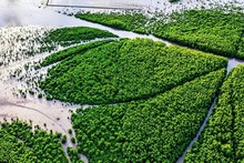 Forêt de mangrove dans le district de Ngoc Hien, province de Cà Mau. Photo : VnExpress.