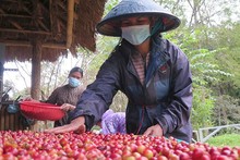 Au cours des 9 premiers mois de 2023, les exportations de café du Vietnam ont atteint 1,25 million de tonnes. Photo : congthuong.vn