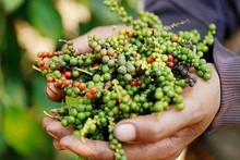 Fin 2024, la superficie consacrée au poivre au Vietnam atteignait 110 500 hectares, avec un rendement moyen de 26 quintaux par hectare. Photo : congthuong.vn