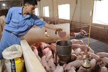Le Vietnam exporte actuellement une large gamme de produits agricoles dans le monde entier. Photo: CVN