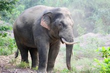Un éléphant sauvage dans la province de Dong Nai (au Sud du Vietnam). Photo: NDEL.