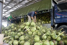 L’industrie de la noix de coco est devenue un secteur économique clé dans les régions du delta du Mékong et de la côte centrale du Sud. Photo: congthuong.vn