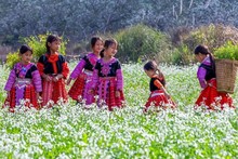 La saison des fleurs de colza sur le plateau de Môc Châu.