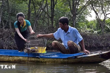 Une touriste fait l’expérience de la pose des casiers à crabes dans un élevage de crevettes dans le site touristique communautaire dans l’hameau de Côn Mui, commune de Dât Mui, district de Ngoc Hiên, province de Cà Mau. Photo : VNA.