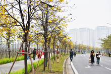 La route des campanules à feuilles rondes dans le quartier urbain de Park City. Photo : hanoimoi