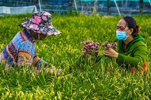 Récolte d’oignons rouges dans le district de Vinh Châu, province de Soc Trang. Photo : doanhnghieptiepthi.vn
