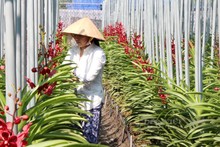 Soin des orchidées dans une ferme à Hô Chi Minh-Ville. Photo : VNA.