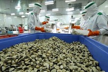 Les palourdes sont l'un des principaux produits aquatiques du Vietnam. Photo : VNA.