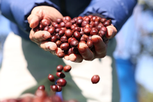 Le Vietnam devient le deuxième fournisseur de café de l'UE. Photo: VNA