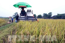 Bac Giang améliore la qualité de ses produits agricoles. Photo : VNA.