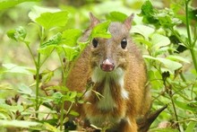 Conservation des espèces sauvages : un plan ambitieux approuvé