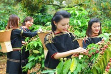 Récolte et transformation du café à Dak Lak. Photo : VNA.