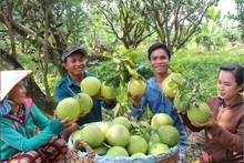 Le pamplemousse Nam Roi, les oranges de Cao Phong… sont autant de marques vietnamiennes qui ont su s’imposer et affirmer leur position sur le marché britannique. Photo : congthuong.vn
