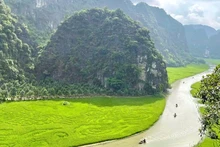 Actuellement, les rizières de Tam Coc, dans la province de Ninh Bình, attirent l’attention de nombreux touristes. Photo: nhandan.vn