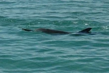 Un banc de plusieurs dizaines de dauphins près de la zone de Hon Dung, à environ 10 km de la côte de Nha Trang. Photo : lifestyle.znews.vn