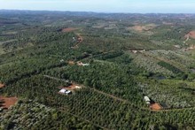 La province compte actuellement 142 059 hectares de caféiers. Photo : congthong.vn