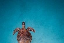 La photo "Turtle Dream" du photographe Nguyen Ngoc Thien. Photo : CPV