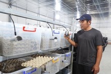 Nam Dang, co-fondateur de Cricket One teste des équipements de la ferme de grillons. Photo : CTV/CVN.