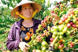 La superficie totale de café de la province de Lâm Dông s'élève actuellement à près de 176 000 hectares dont plus de 160 000 hectares de Robusta. Photo : baolamdong.vn