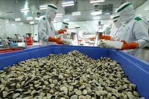 Les palourdes sont l'un des principaux produits aquatiques du Vietnam. Photo : VNA.