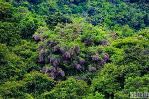 Des fleurs de millettia ichthyochtona à la péninsule de Son Trà. Photo : nhandan.vn