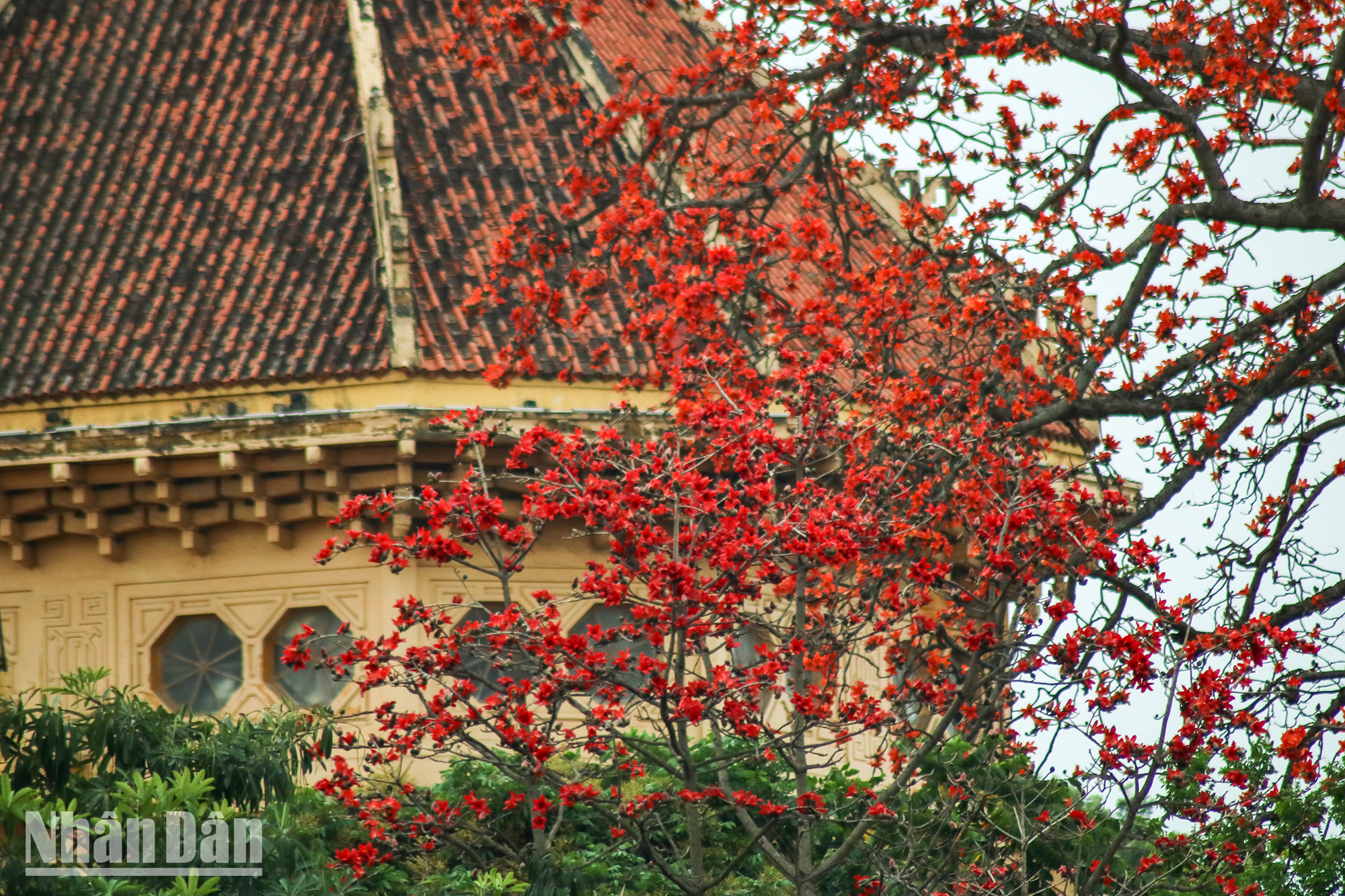 Hanoï : magnifiques fleurs de bombax ceiba en mars