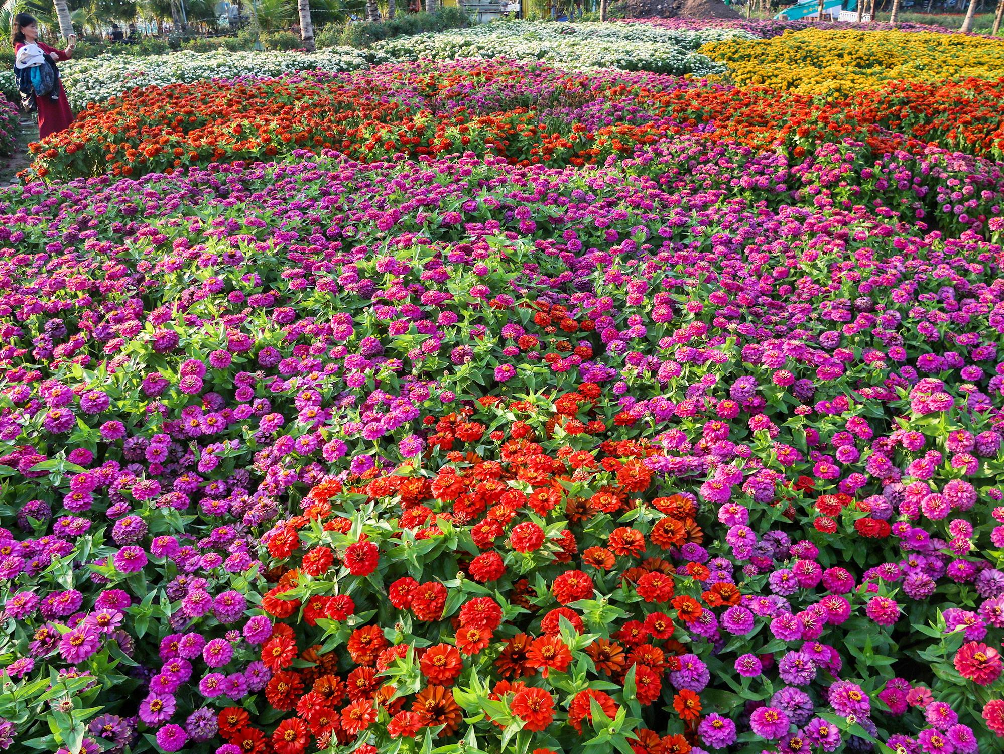 Une vallée de fleurs au sein de Hanoï