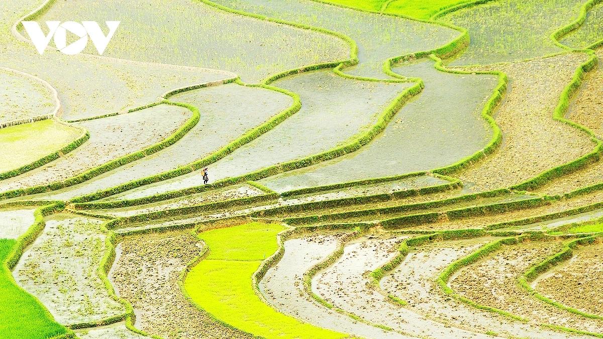 Mu Cang Chai : la magie des rizières en terrasses sous les eaux de mai