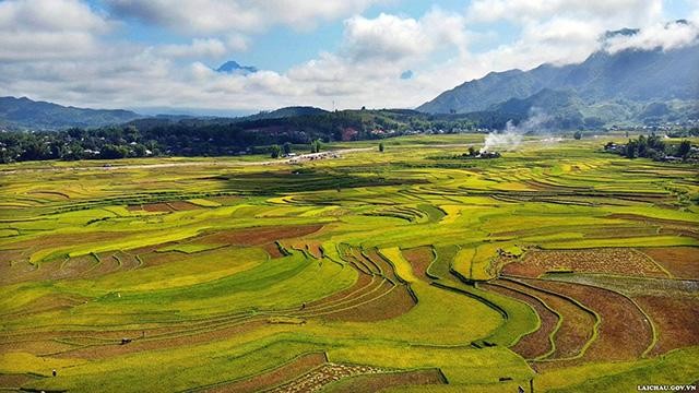 Une couleur dorée de riz dans le champ de Muong Than, commune de Muong Than, district de Than Uyên. Photo : TTTTXTDL Lai Châu