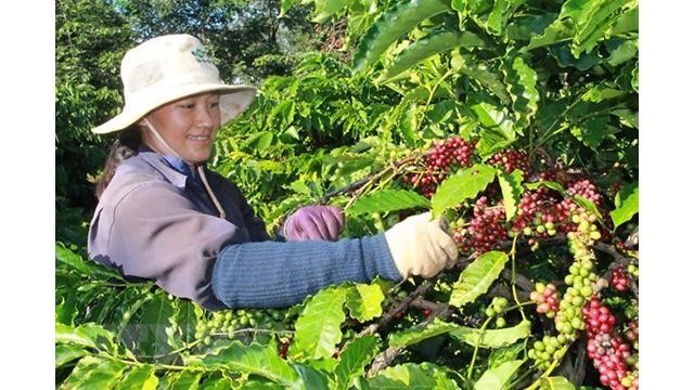 L'Algérie est un marché potentiel pour l’exportation de café vietnamien. Photo: VNA