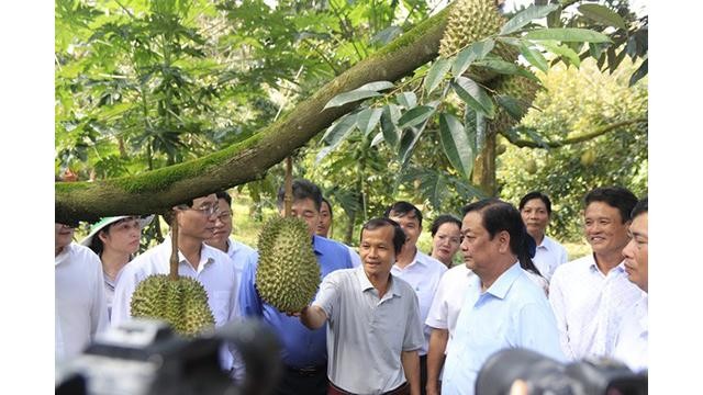 Cân Tho exportera du durian vers la Chine en 2023. Photo: VNA