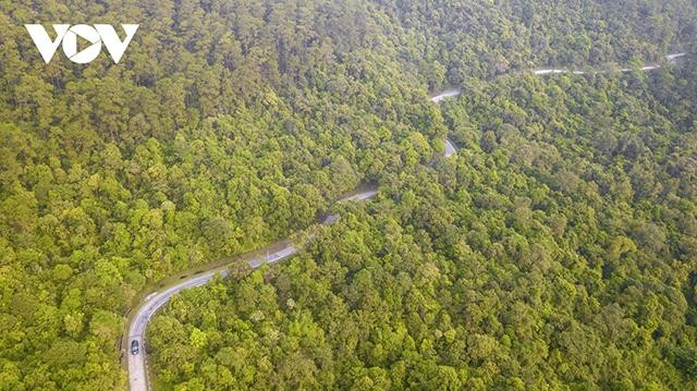 La réserve naturelle de Dông Son-Ky Thuong est réputée pour être le poumon d'Ha Long en raison de la diversité de sa flore, de sa faune et de ses immenses forêts. Photo : VOV