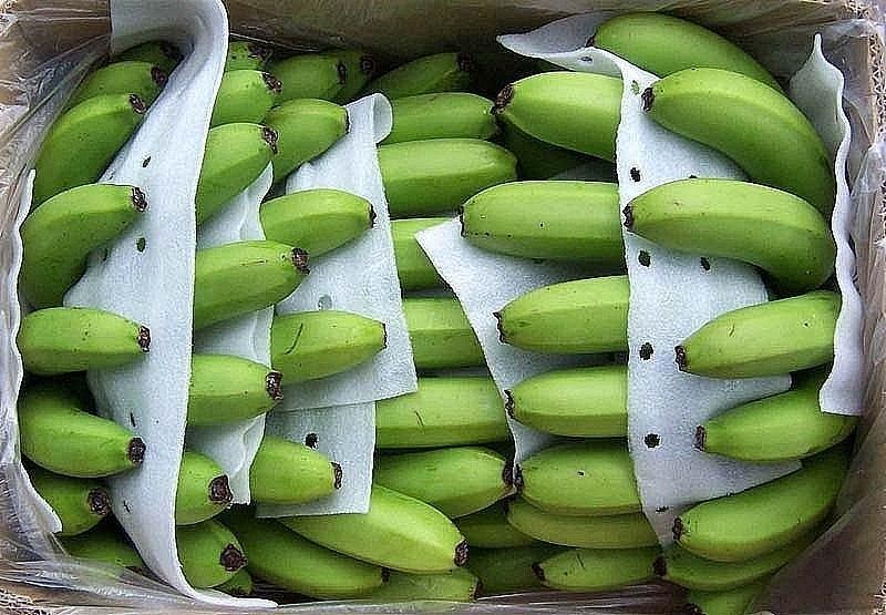 La production de bananes Vietnam est d’environ 2,1 millions de tonnes par an. Photo : congthuong.vn