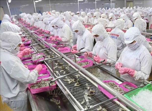 Les exportations de crevettes vers la Chine en hausse de 98,5% au cours des huit premiers mois. Photo : VNA.