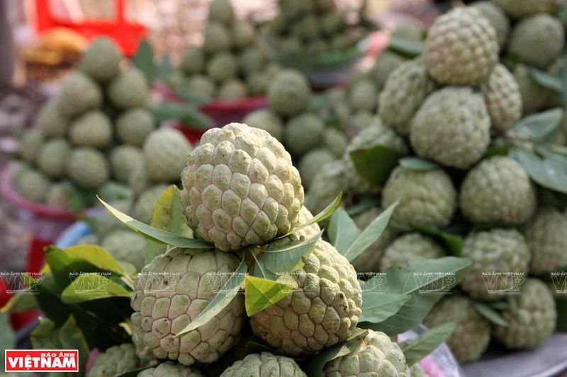 Les pommes cannelles de Chi Lang, grosses, sucrées et parfumées, sont réputées sur le marché domestique. Photo : VNP.