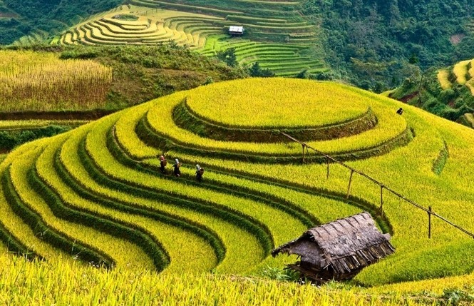 Les rizières en terrasse à Mù Cang Chai. Photo : nongnghiep.vn