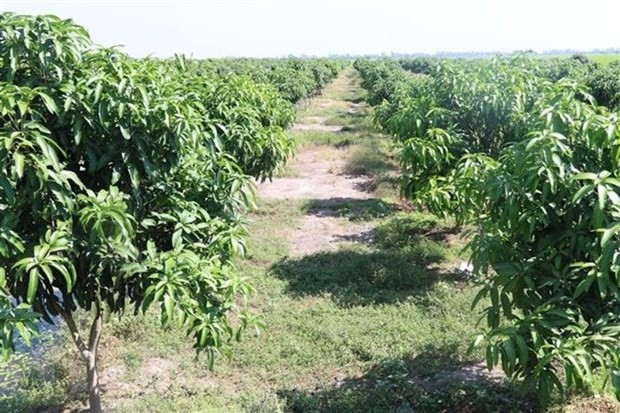 L'AVSE négocie avec une organisation pour piloter la conversion de la superficie de zones de plantation d'arbres en crédits-carbone. Photo : VNA.