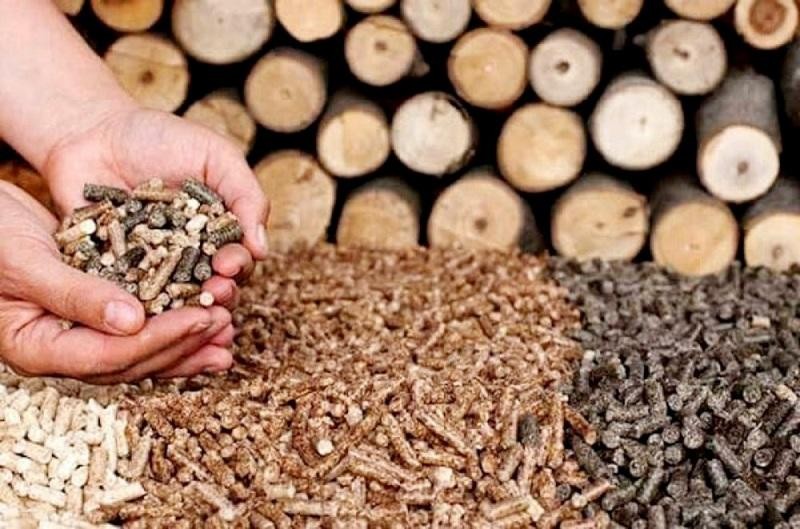 Les exportations de granulés de bois pourraient générer un milliard de dollars. Photo : VOV