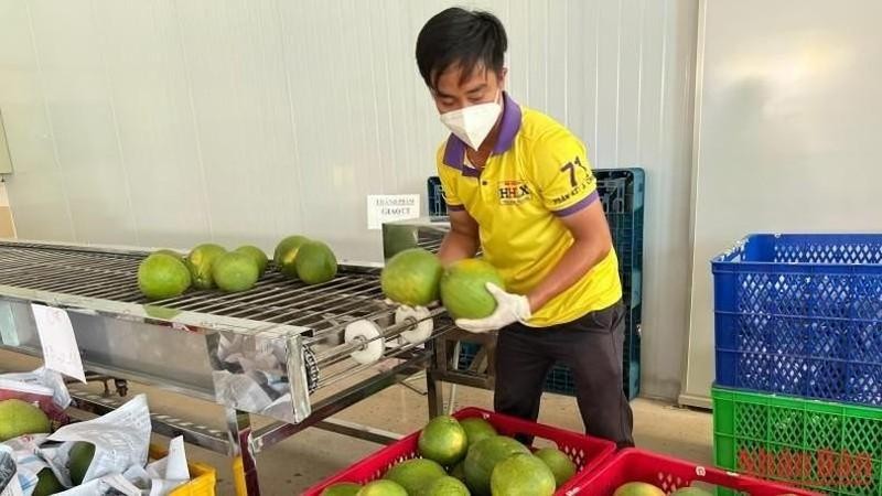 Le premier lot de pomelos à peau verte cultivés à Bên Tre sera exporté aux États-Unis fin novembre. 