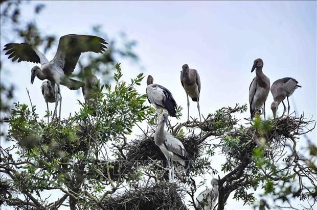 Des oiseaux au parc national de Tràm Chim, dans la province de Dông Thap, dans le delta du Mékong, le 2 000e site Ramsar du monde. Photo : VNA.