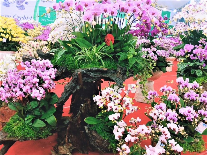 De différentes variétés d'orchidées se vendent à l'occasion du Nouvel An. Photo : Minh Minh/NDEL.