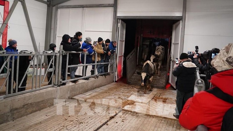 TH-RUS accueille près de 2 400 vaches laitières dans une nouvelle ferme à Kaluga. Photo: VNA