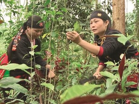 Deux femmes de l’ethnie Dao récoltent des herbes médicinales.Photo : CTV/CVN.