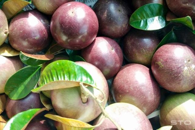 Exportations des pommes de lait violettes de Soc Trang aux États-Unis. Photo : baosoctrang.vn