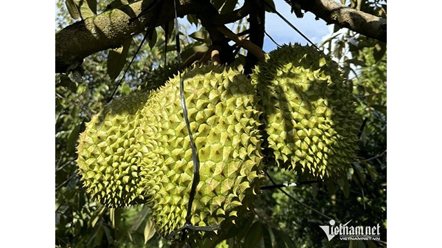 Le durian promet de rapporter des milliards de dollars. Photo : vietnamnet.vn