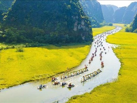 Les rizières dorées au long de la rivière de Ngô Dông. Photo : VNA.