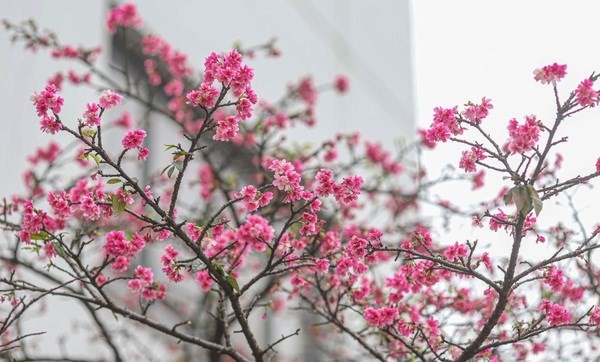 Photo : VNA.