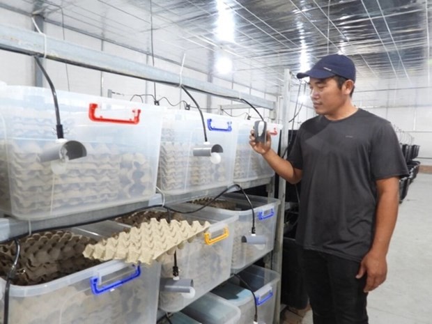 Nam Dang, co-fondateur de Cricket One teste des équipements de la ferme de grillons. Photo : CTV/CVN.