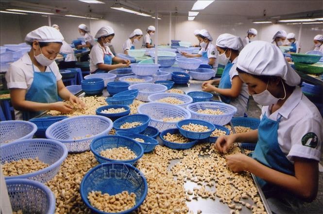 Le Vietnam est le premier exportateur mondial de noix de cajou au cours des 15 dernières années. Photo : VNA.